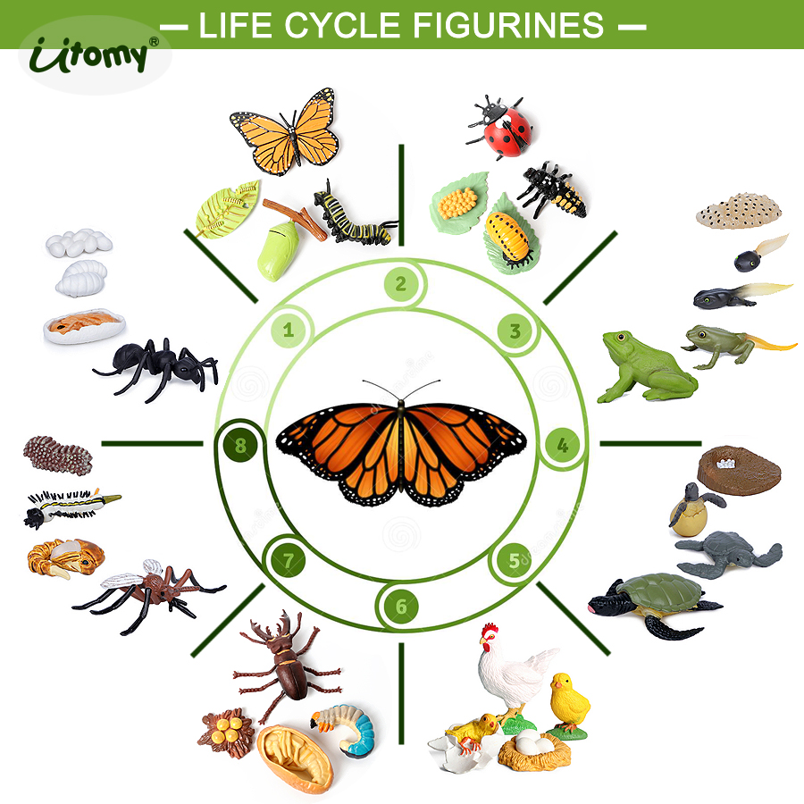 Life Cycle Figures of Ladybug, - Kids Toys Reviews ulasan dan harga